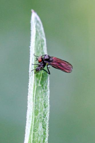 Réf. 264 672 : Bicellaria sp.